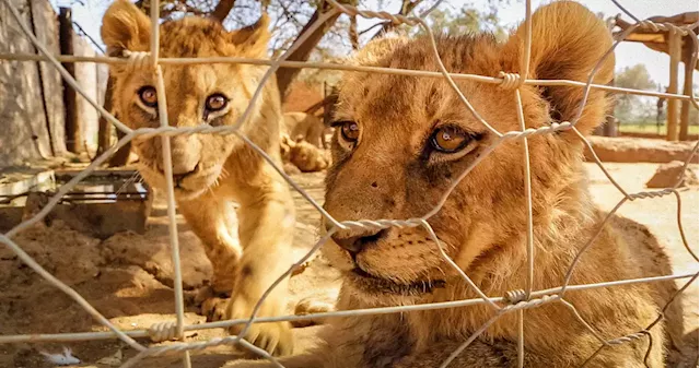 Film makes no bones about horrors of captive lion breeding industry