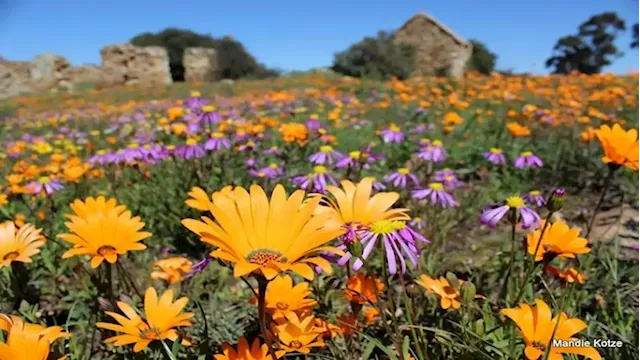 Blooming spectacle of flowers in Namaqualand draws in tourists to its annual floral extravaganza - SABC News - Breaking news, special reports, world, business, sport coverage of all South African current events. Africa's news leader.