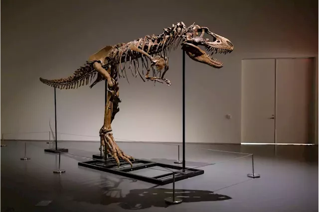 'They Are Thieves of Time': Dismayed Paleontologists Speak Out Against the Booming Market for Dinosaur Skeletons | Artnet News