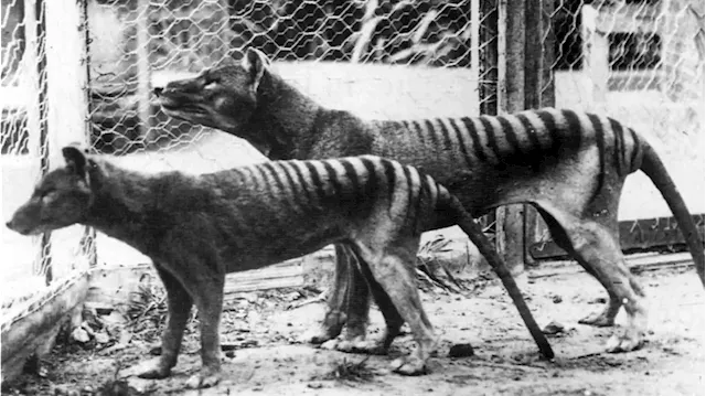 A Texas tech company wants to resurrect the Tasmanian tiger