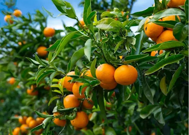 New EU rules are unjust and punitive to South African citrus industry