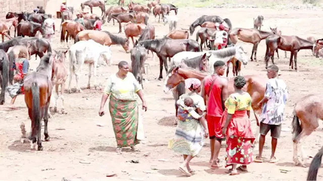 Inside the thriving horse market in Enugu community