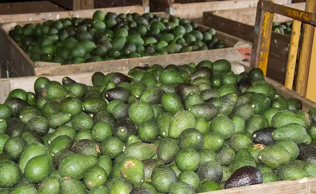 Kenya: First Consignment of Fresh Avocados From Kenya Hits Chinese Market