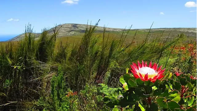 Flowers begin to bloom at the West Coast National Park - SABC News - Breaking news, special reports, world, business, sport coverage of all South African current events. Africa's news leader.