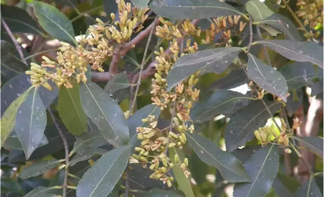 Ethiopia: News - 'We Are Being Tactically Pushed Out of the Khat Export Market': Khat Farmers, Traders in #hararghe, #oromia