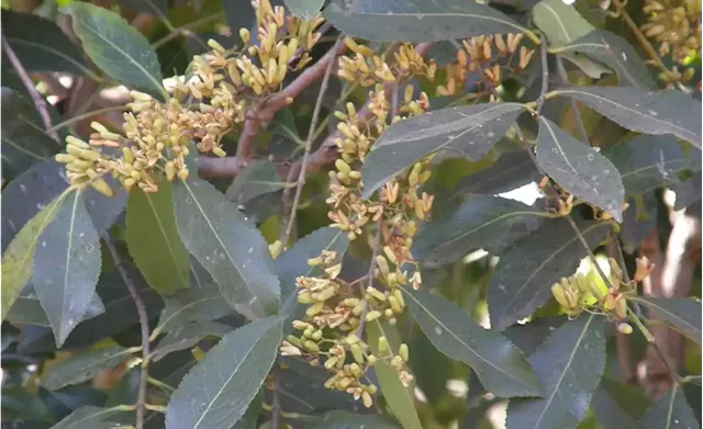 Ethiopia: News - 'We Are Being Tactically Pushed Out of the Khat Export Market': Khat Farmers, Traders in #hararghe, #oromia