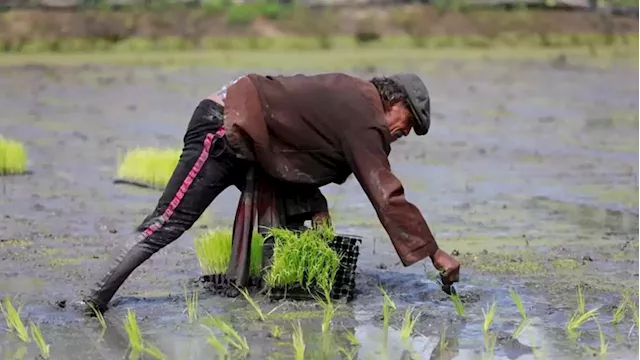 Thailand, Vietnam to cooperate in raising rice price in global market - official