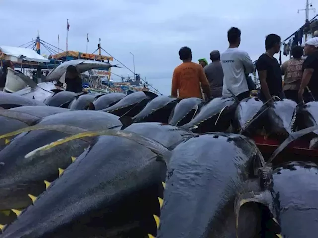 GenSan tuna industry players push for creation of fisheries dep’t