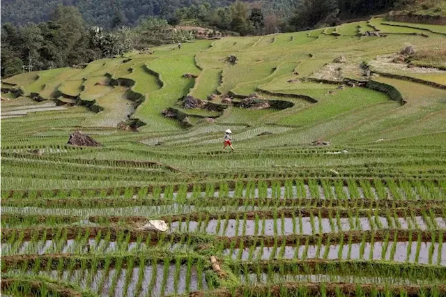 Thailand, Vietnam to cooperate in raising rice price in global market: Official