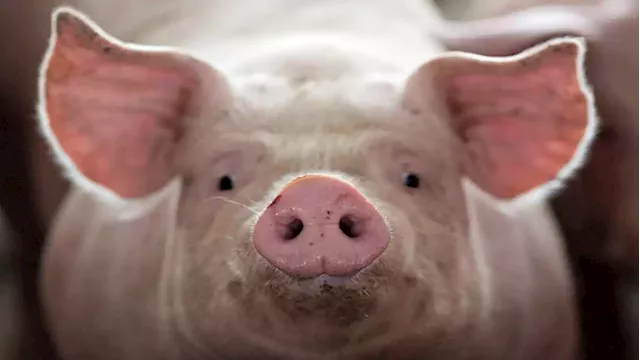 Organ decay halted, cell function restored in pigs after death: Study - SABC News - Breaking news, special reports, world, business, sport coverage of all South African current events. Africa's news leader.