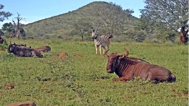 Communities near the Hluhluwe-iMfolozi Park to secure themselves with a fence following the escape of wild animals - SABC News - Breaking news, special reports, world, business, sport coverage of all South African current events. Africa's news leader.