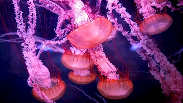 Scientists find clues to what makes 'immortal jellyfish' immortal - SABC News - Breaking news, special reports, world, business, sport coverage of all South African current events. Africa's news leader.