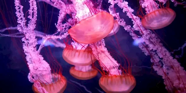 Scientists find clues to what makes 'immortal jellyfish' immortal - SABC News - Breaking news, special reports, world, business, sport coverage of all South African current events. Africa's news leader.