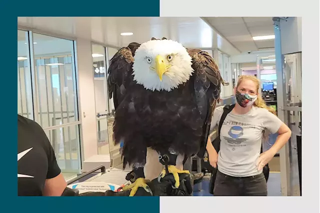 Yes, a bald eagle went through a TSA checkpoint. It was on a business trip.