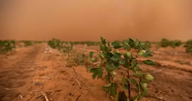 Texas’ cotton industry is facing its worst harvest in years — costing the state more than $2 billion