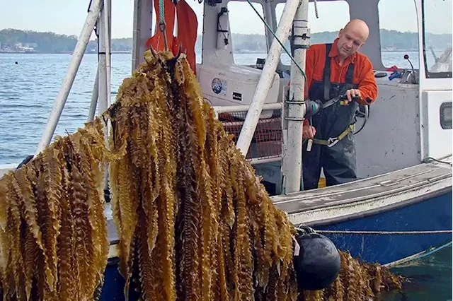 As Lobstering Weakens With Climate Change, Seaweed Farming Is Reviving An Industry