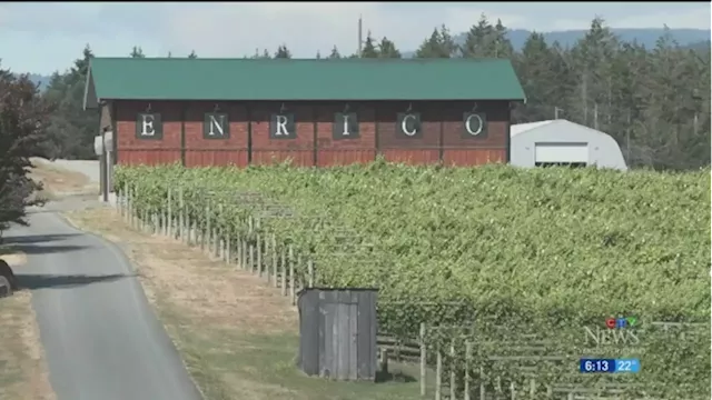 Cowichan wine industry continues to grow