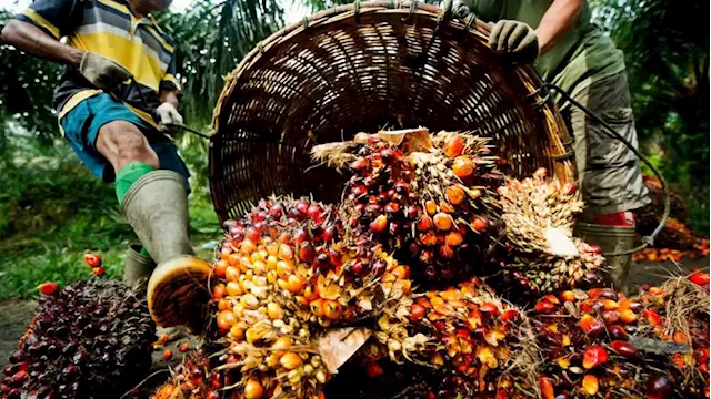 We can sustain $500m oil palm investment in Edo, says Obaseki | The Guardian Nigeria News - Nigeria and World News