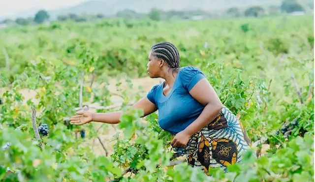 Women entrepreneurs in Africa face more climate risks than their male peers - SABC News - Breaking news, special reports, world, business, sport coverage of all South African current events. Africa's news leader.