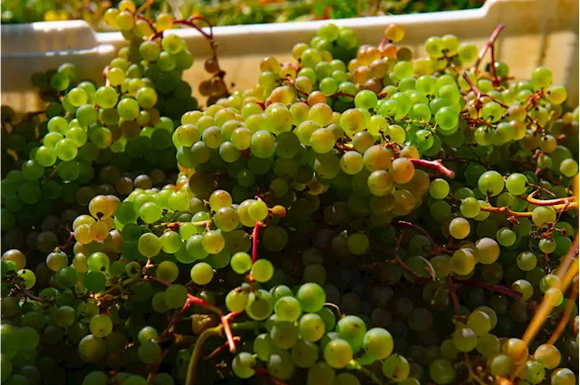 Nova Scotia wine industry fearful about the future | SaltWire