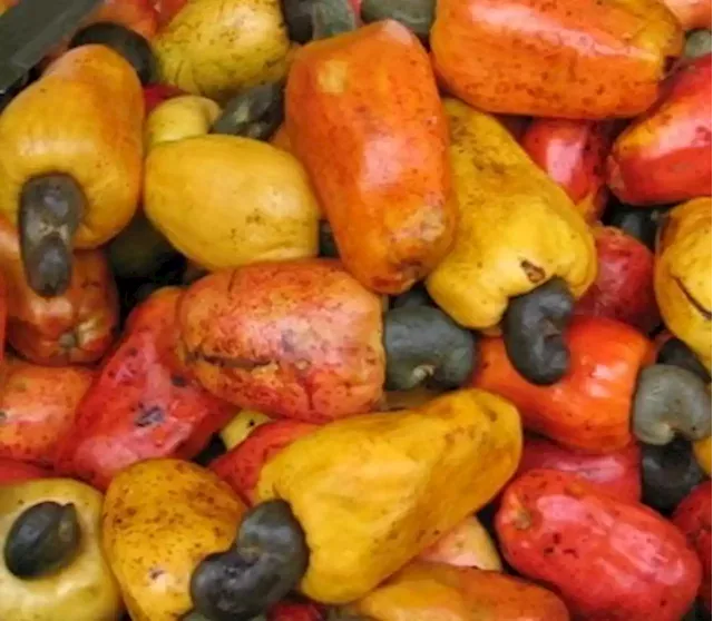 FG eyes more forex earnings from cashew exports