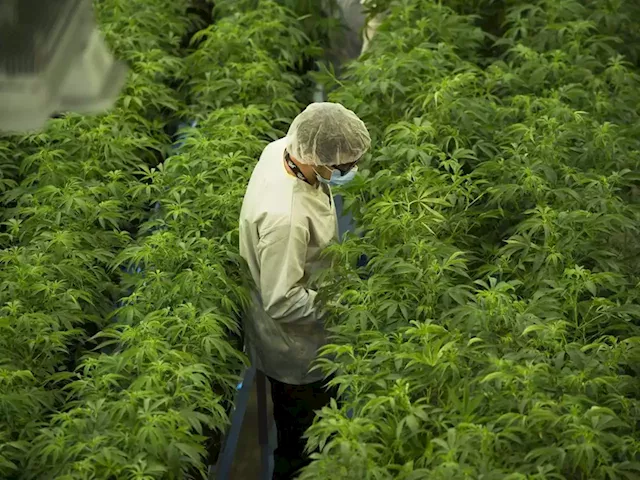 Canopy Growth sees $2 billion loss as Ontario cannabis company takes large writedown