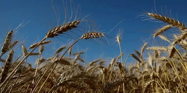 World food prices decline amid relief from restarted Ukraine grain exports: FAO - SABC News - Breaking news, special reports, world, business, sport coverage of all South African current events. Africa's news leader.