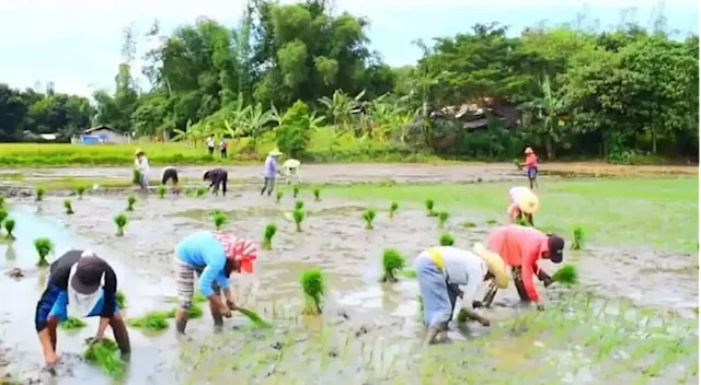 Market study to tackle jobs-skills mismatch in agriculture