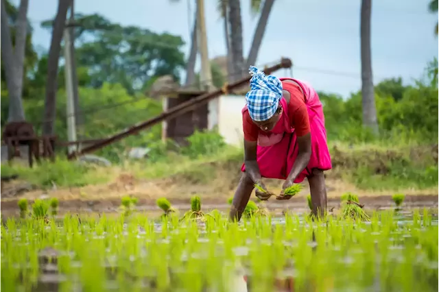 Uitenhage self-reliance centre assists women in becoming economically active, self-sufficient - SABC News - Breaking news, special reports, world, business, sport coverage of all South African current events. Africa's news leader.