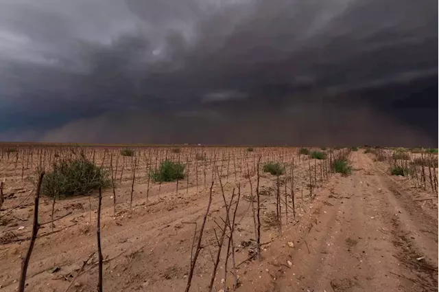 Texas’ cotton industry is facing its worst harvest in years — costing the state more than $2 billion