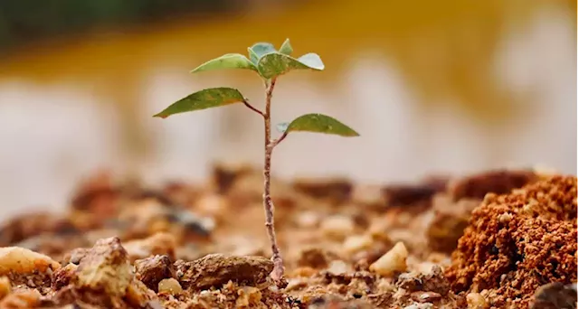 Plans under way to plant at least 10 million trees in five years: Sotyu - SABC News - Breaking news, special reports, world, business, sport coverage of all South African current events. Africa's news leader.