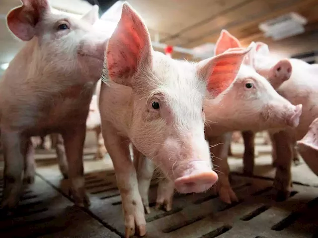 Canada steps up efforts to prevent African swine fever from devastating the pork industry