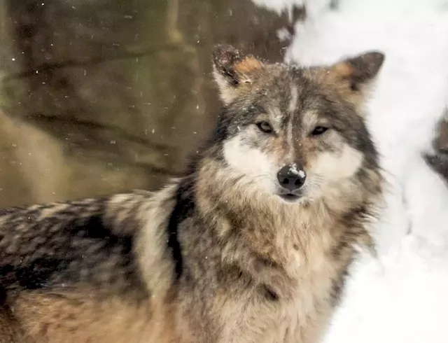 Mexican gray wolf’s escape at Cleveland Metroparks Zoo could be learning experience for an entire industry