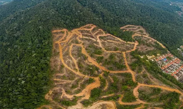 Restore the land, Kluang DO tells Gunung Lambak durian company