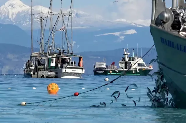 Ocean fish stocks in danger without climate change action, say B.C. researchers