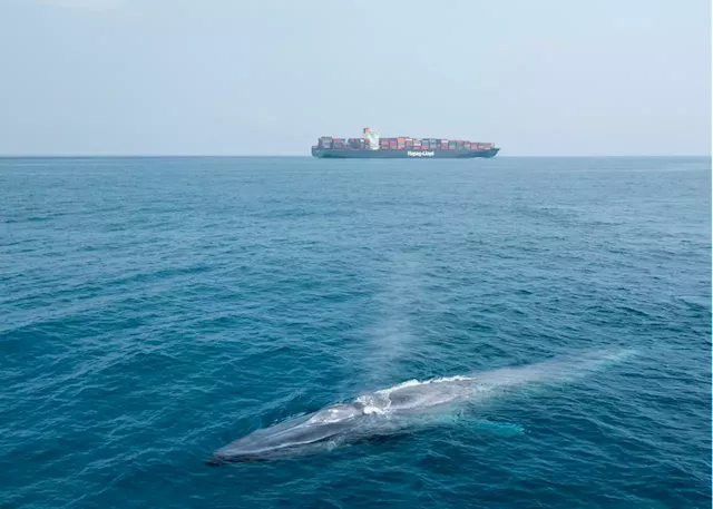 World's largest shipping company reroutes ships to protect world's largest animals