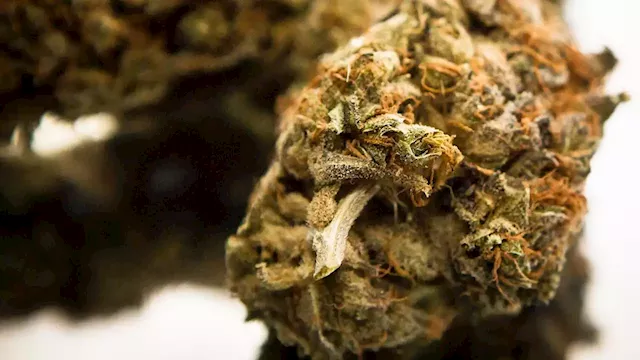 trulieve-pot-ballot - Jacksonville Business Journal