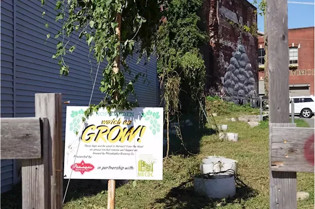 Philadelphia Brewing Company’s hop garden gets destroyed because the city thought it was weeds