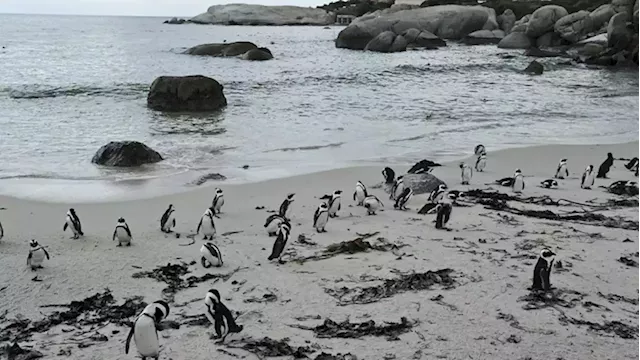 Bird flu cases reported at penguin colony in Simon's Town, Western Cape - SABC News - Breaking news, special reports, world, business, sport coverage of all South African current events. Africa's news leader.