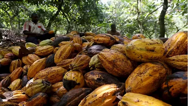 Ivory Coast expects all its cocoa will be traceable within a year - SABC News - Breaking news, special reports, world, business, sport coverage of all South African current events. Africa's news leader.