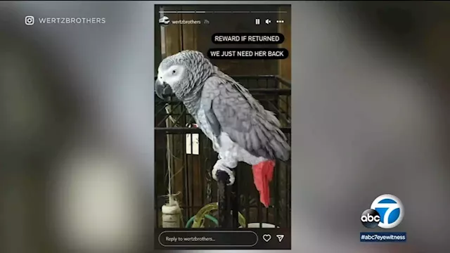 Beloved pet parrot stolen from West LA business before it permanently closed