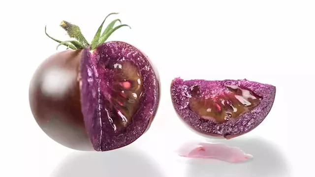 New, genetically modified purple tomato may hit US grocery market stands next year