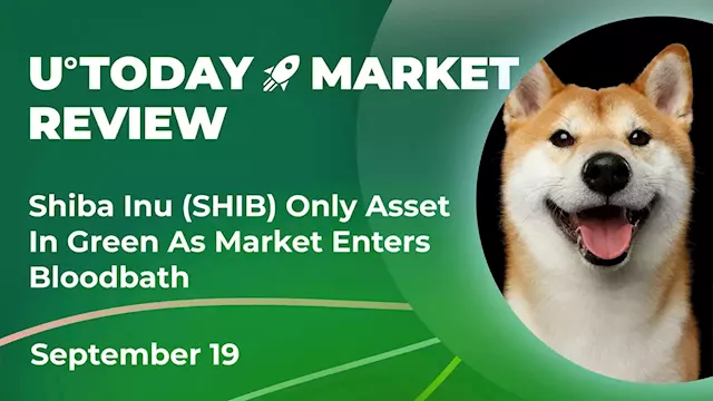 Shiba Inu (SHIB) Only Asset in Green as Market Enters Bloodbath: Crypto Market Review, September 19