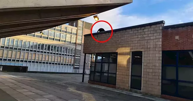 Puma' spotted on roof near Cheshire market by drinker on night out