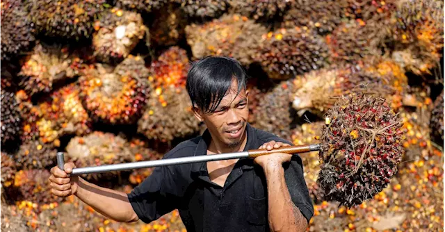 Indonesia trimming palm oil stocks with discounts, India sales