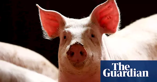 Pigs still held in narrow pens industry promised to ban, Victorian Animal Justice party claims