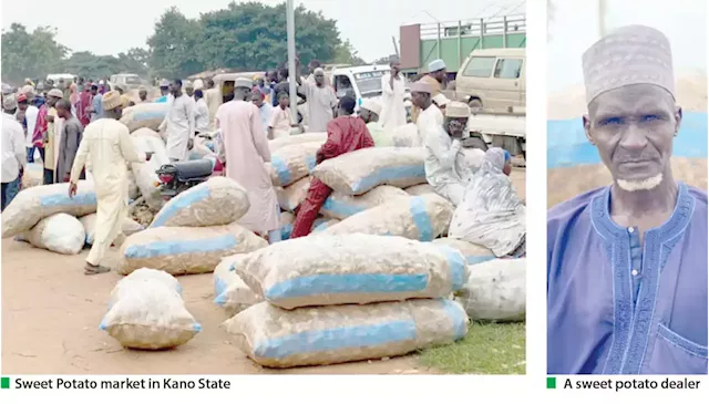 Don’t ignore sweet potatoes, the market is lucrative