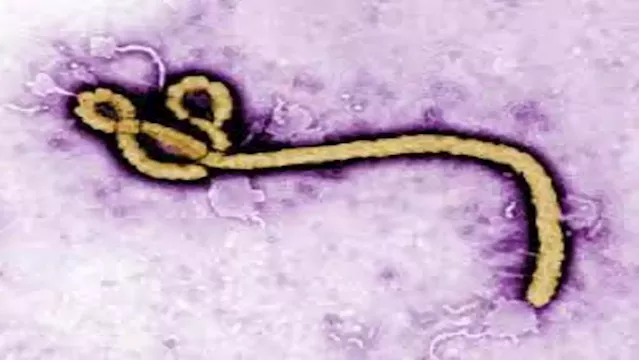 Uganda says Ebola caseload rises to 16 as outbreak grows - SABC News - Breaking news, special reports, world, business, sport coverage of all South African current events. Africa's news leader.