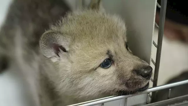 World's first wolf clone born to surrogate dog, Chinese company reveals