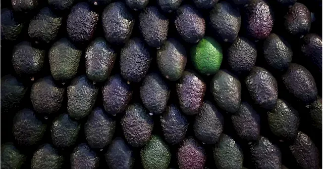 Green gold: Mexican avocados, beloved in U.S., fuel multi-billion dollar market